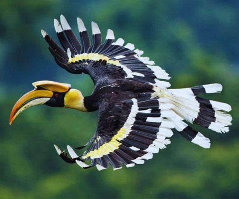Rangkong Papan (Buceros bicornis)
